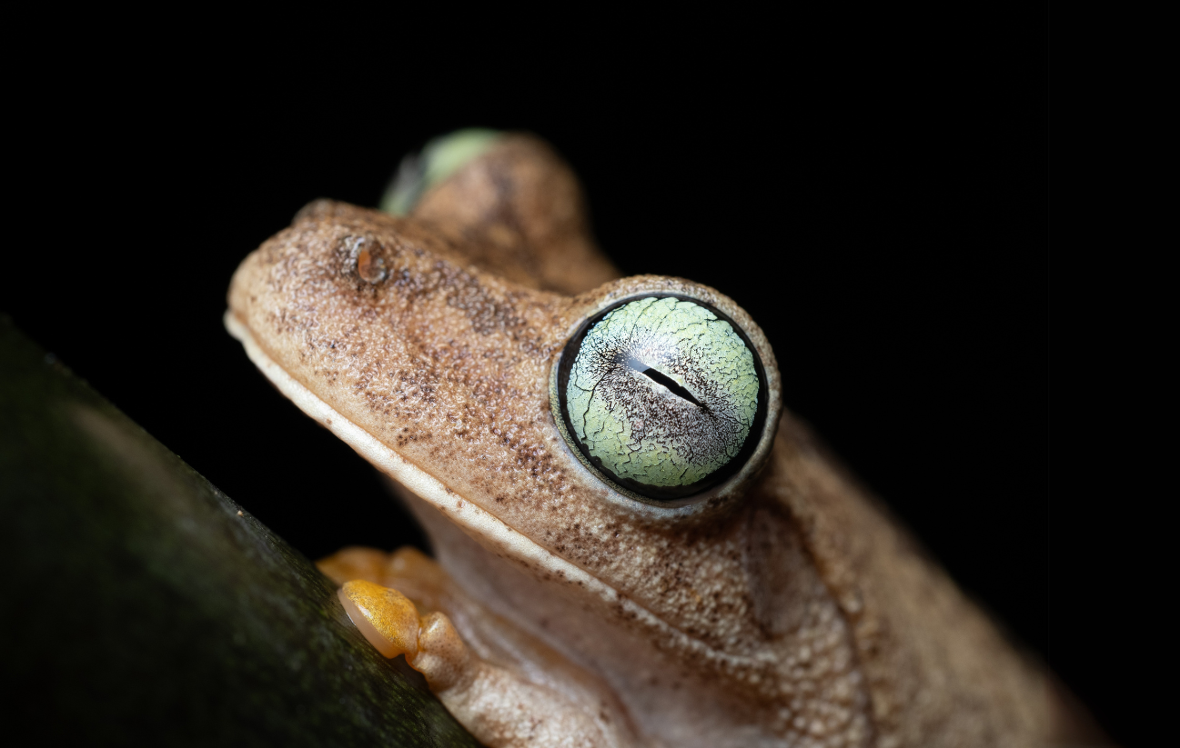 Agricultura regenerativa